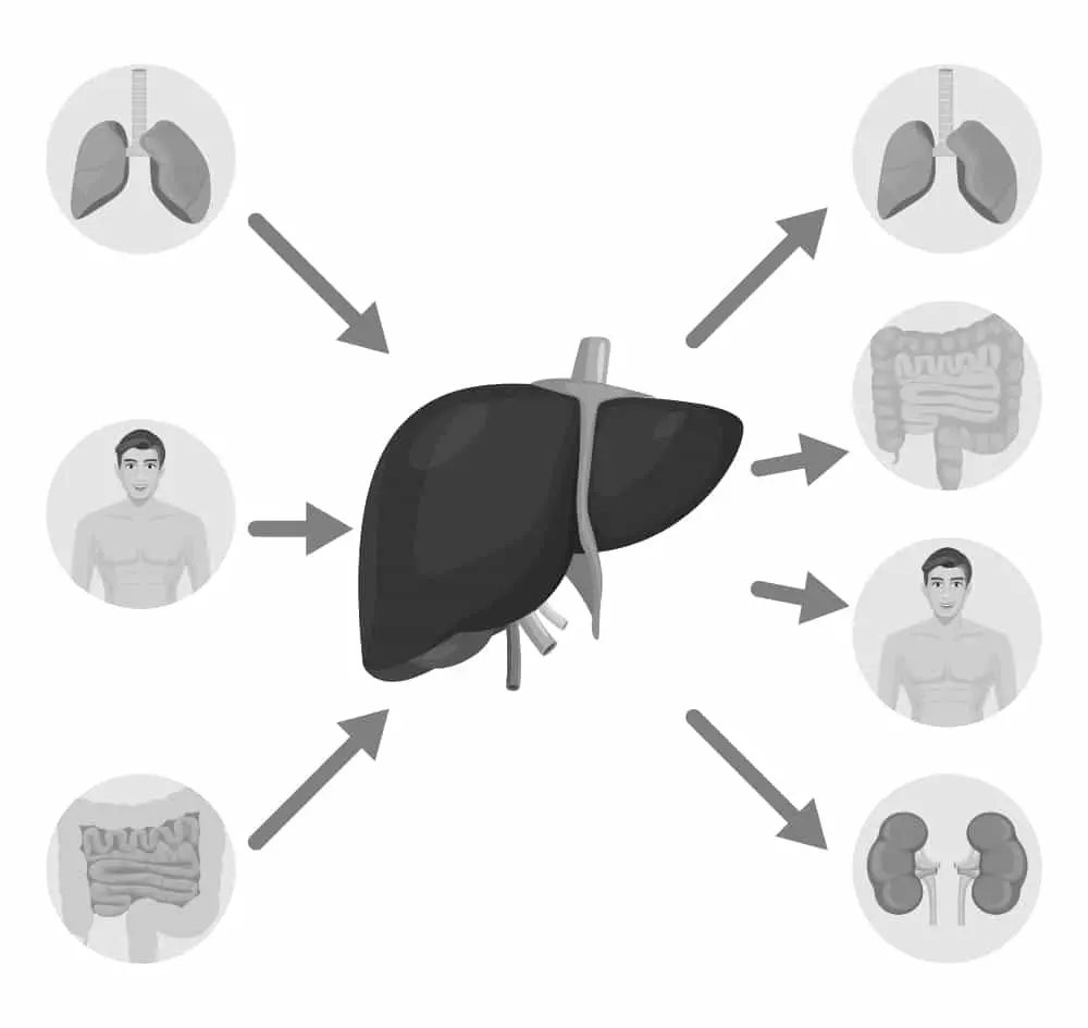 AdobeStock_184530386 liver detoxification