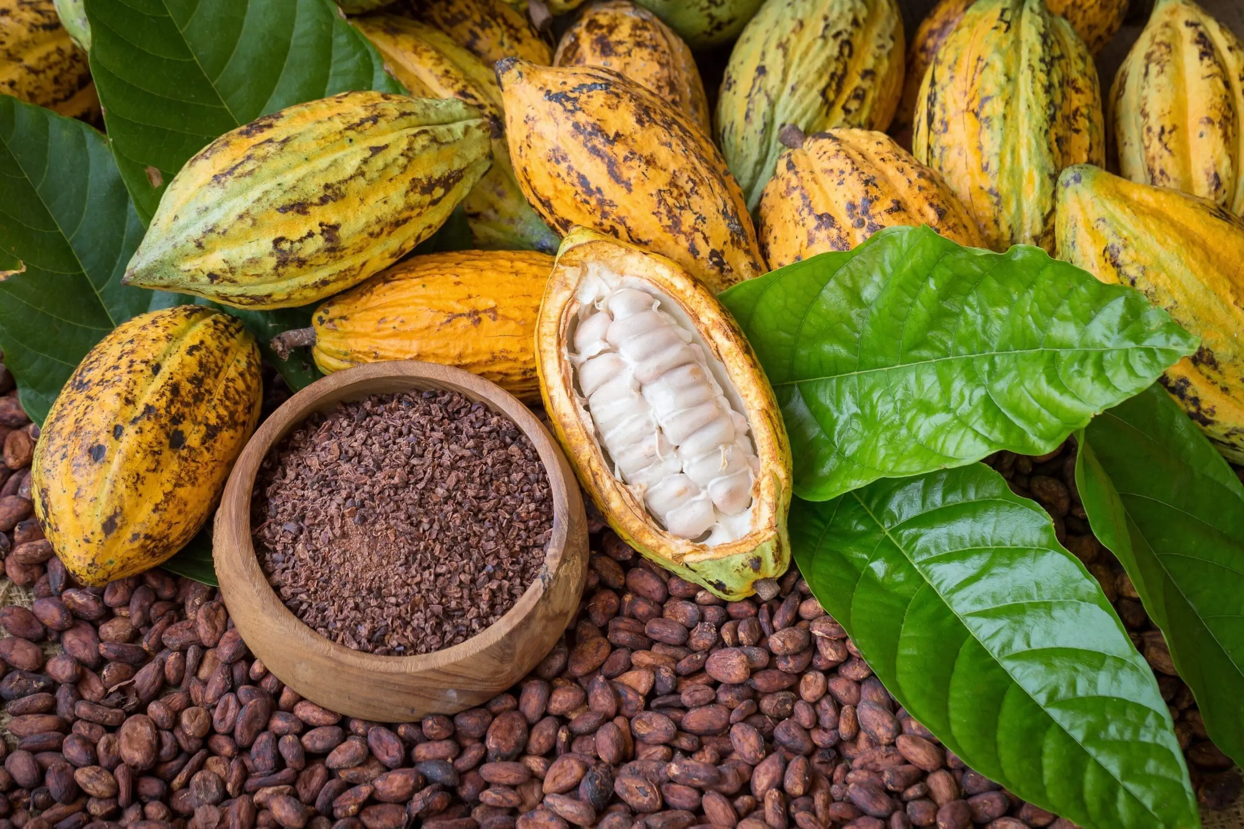 Ripe cocoa pod and nibs, cocoa beans setup background Ripe cocoa pod and nibs, cocoa beans setup background