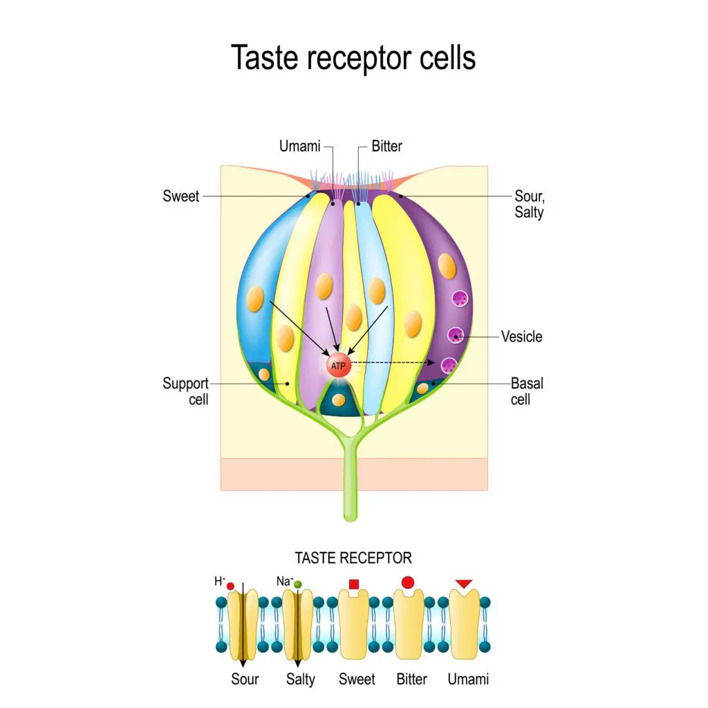 taste bud receptors