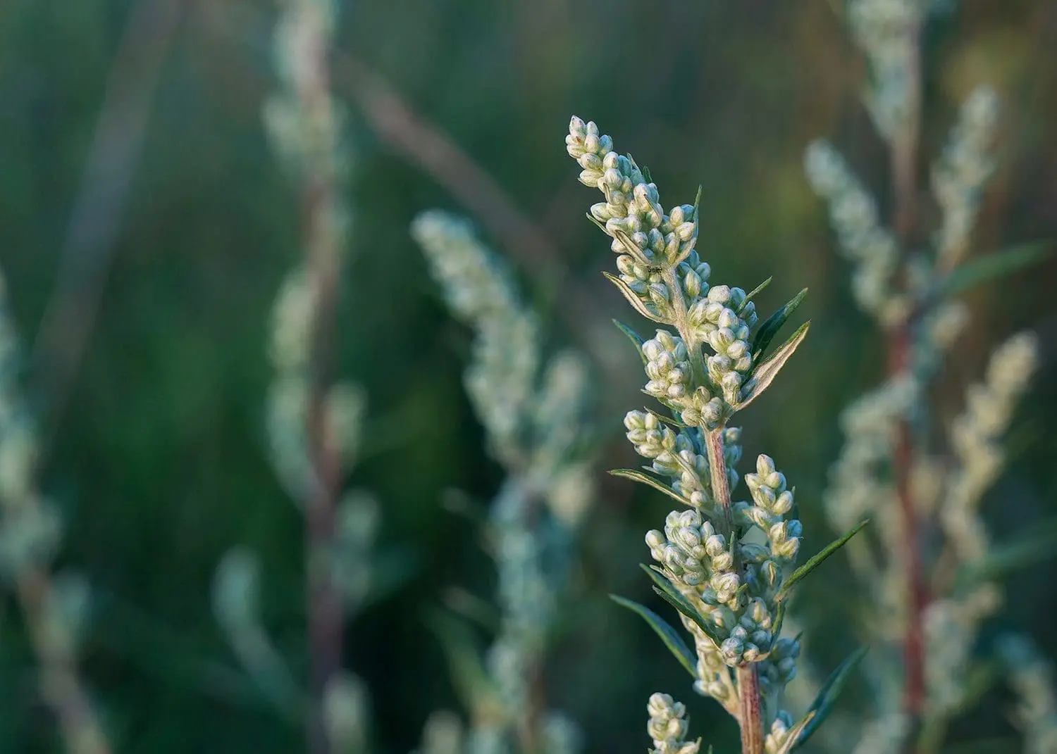 Close-up view of blooming Artemisia vulgaris (common mugwort, ri