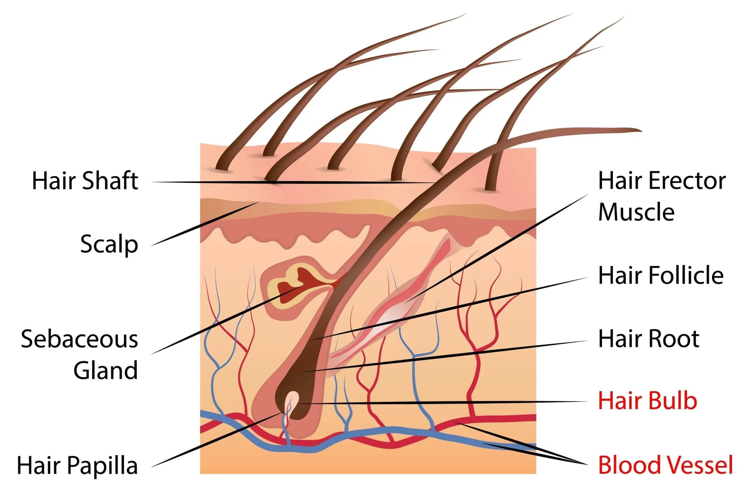 hair diagram hair diagram