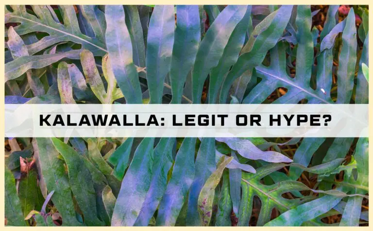 Kalawalla Root: All-Star Skin Supplement or Over-Hyped Fad?