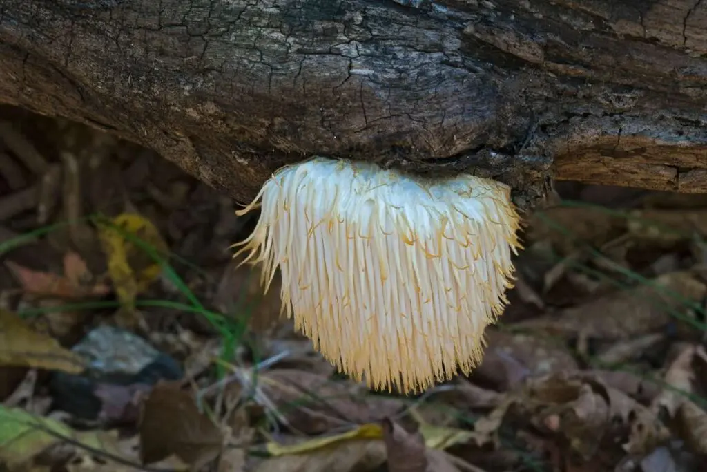 Mushroom growing on a tree branch.