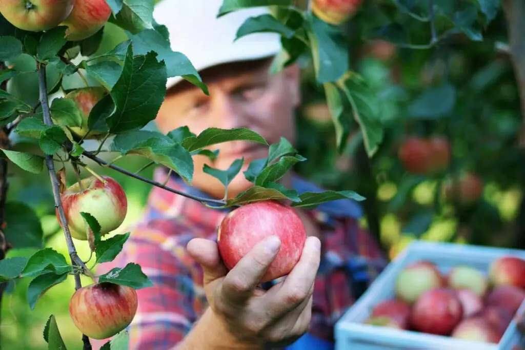 Close-up, portrait of old male farmer picking apples on farm holding a wooden box with red apples.