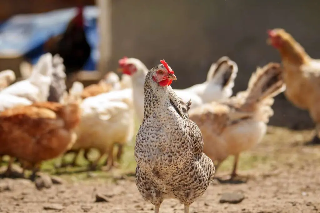Group of chickens walking and foraging in a sunlit farmyard.