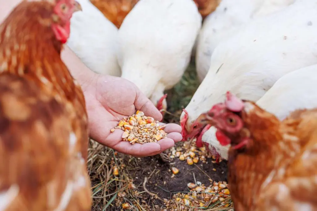 Farmer hand-feeding free-range chickens with organic grain on a rural farm.