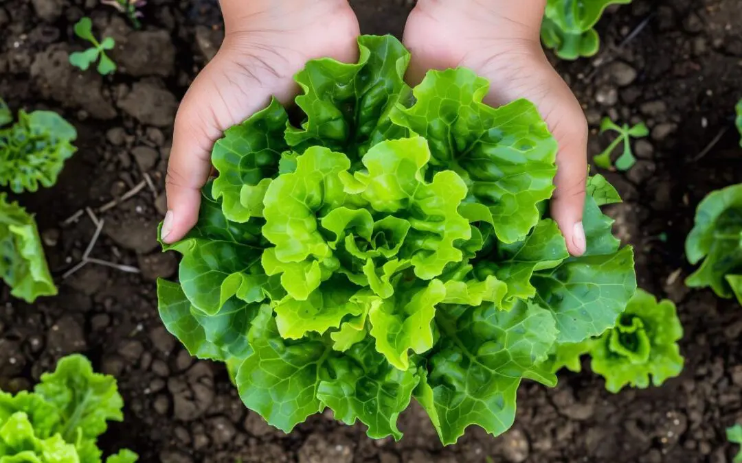 A top-down view shows two hands holding a fresh, vibrant head of lettuce above rich brown soil.