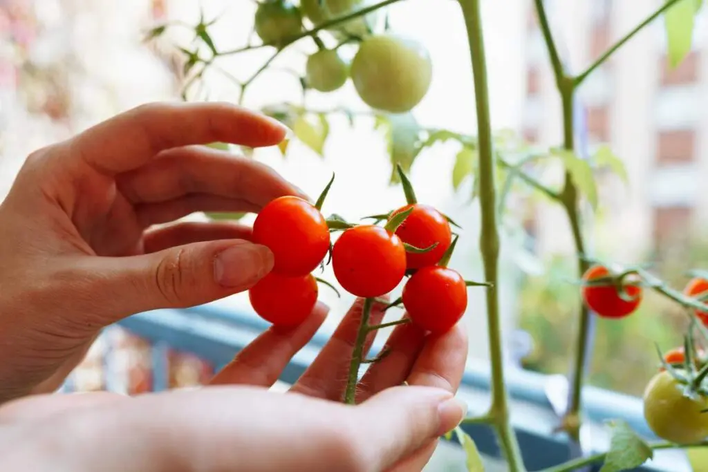 Two hands gently picking a red cherry tomato from a balcony.