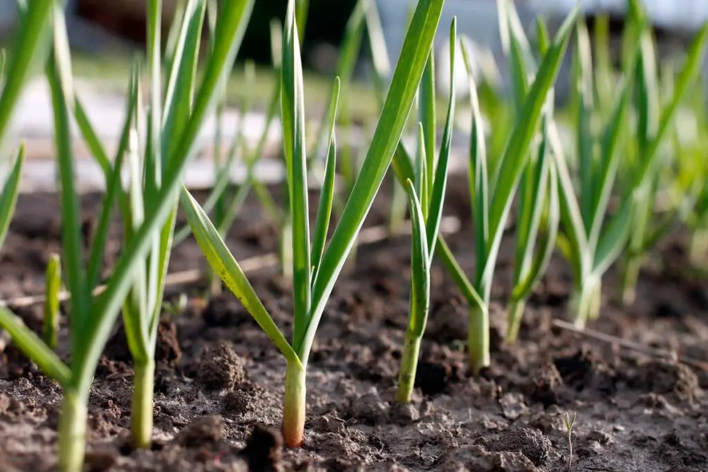A row of bright green garlic sprouts emerges from dark brown soil.