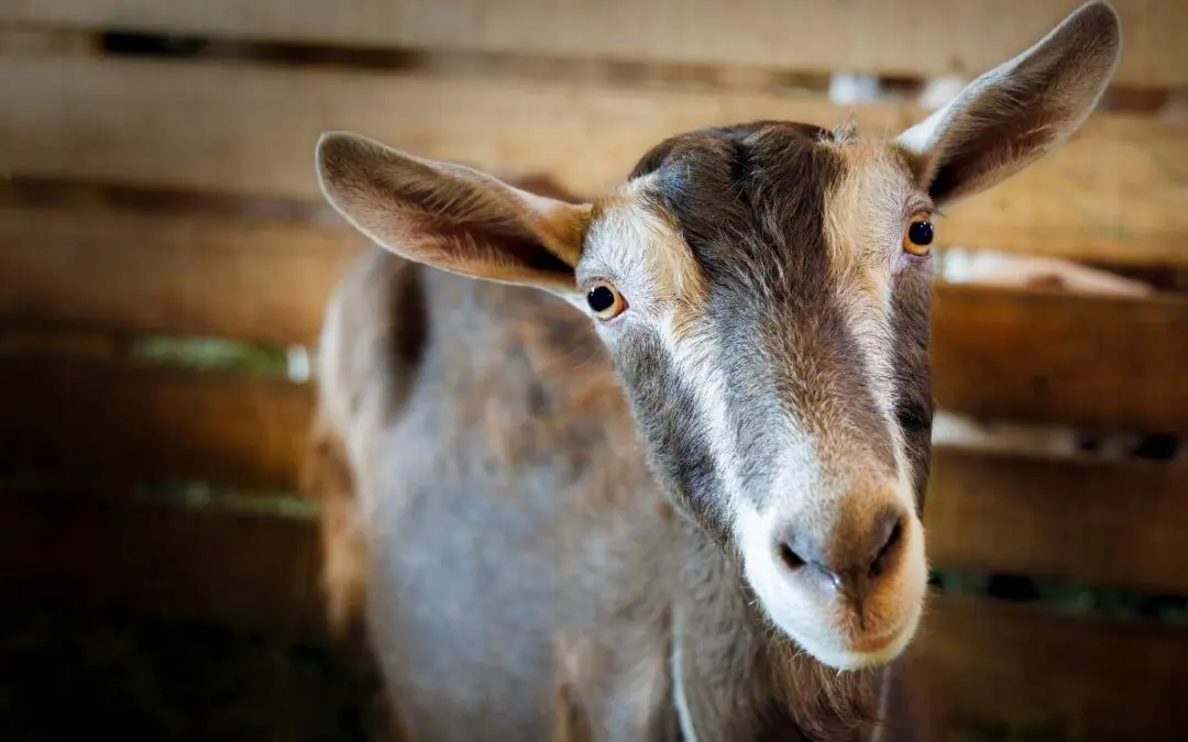 Goat looking at the camera.
