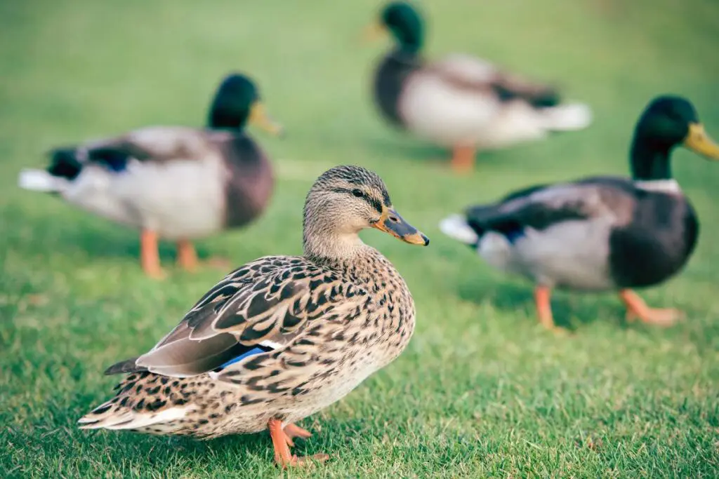 Four ducks standing on the grass.
