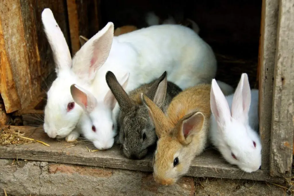 Five different colored rabbits peak out of a wooden box.