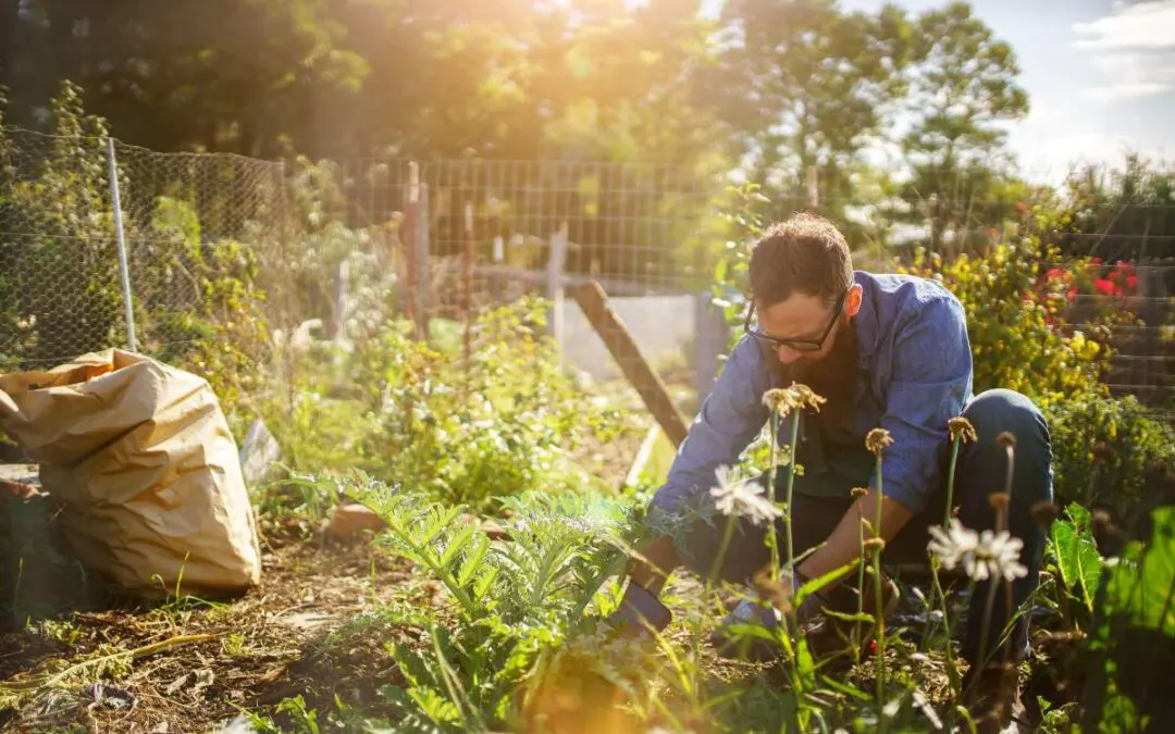 A man kneeling in a backyard garden while tending to his crops.