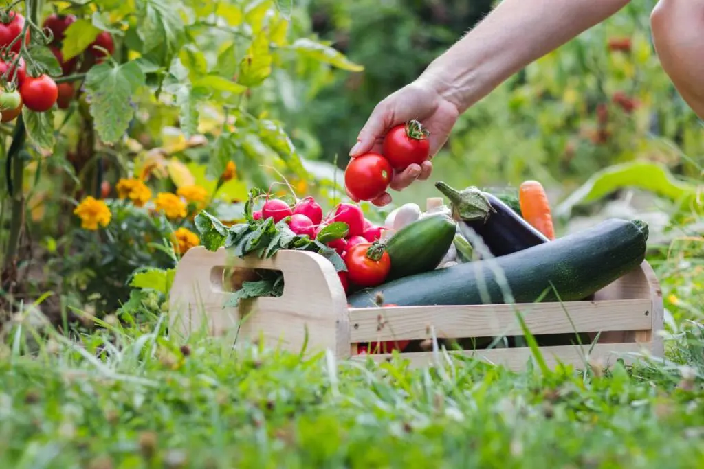 A person is holding two ripe tomatoes over a wooden crate overflowing with vegetables.
