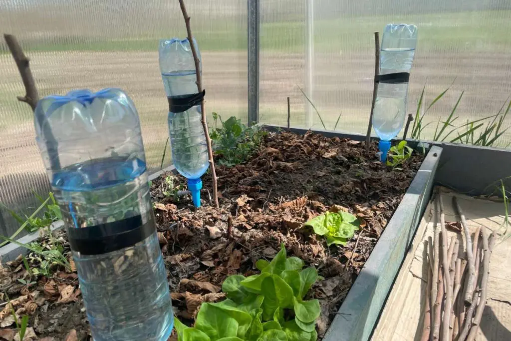 A homemade drip irrigation system made from plastic bottles installed in a greenhouse.
