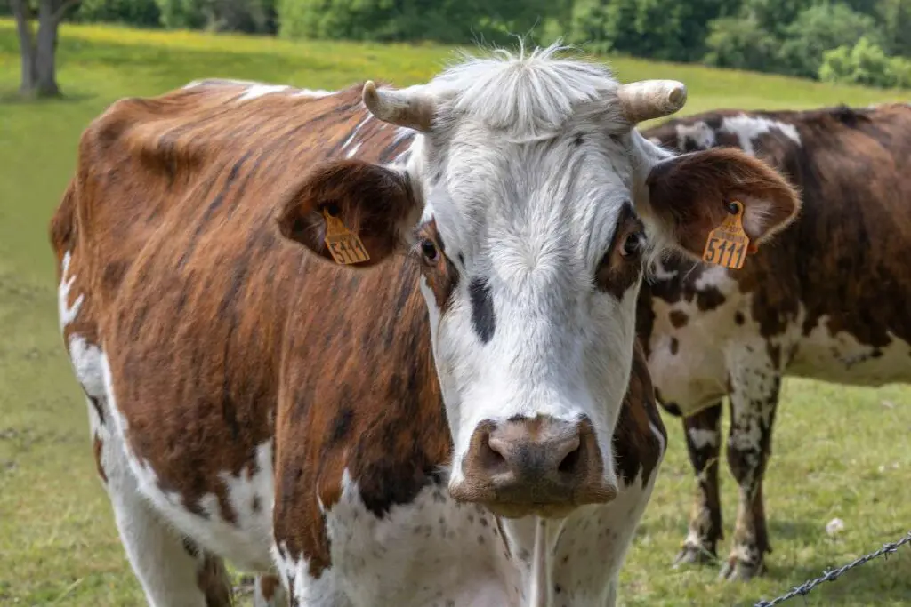 A brown and white cow stands in a lush green pasture.
