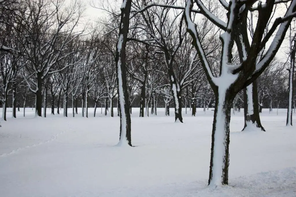 Trees covered in snow.