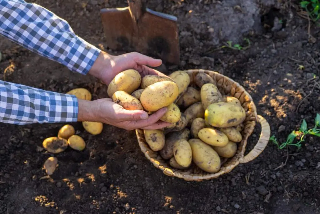A person's hands hold freshly harvested potatoes above a woven basket filled with more potatoes.