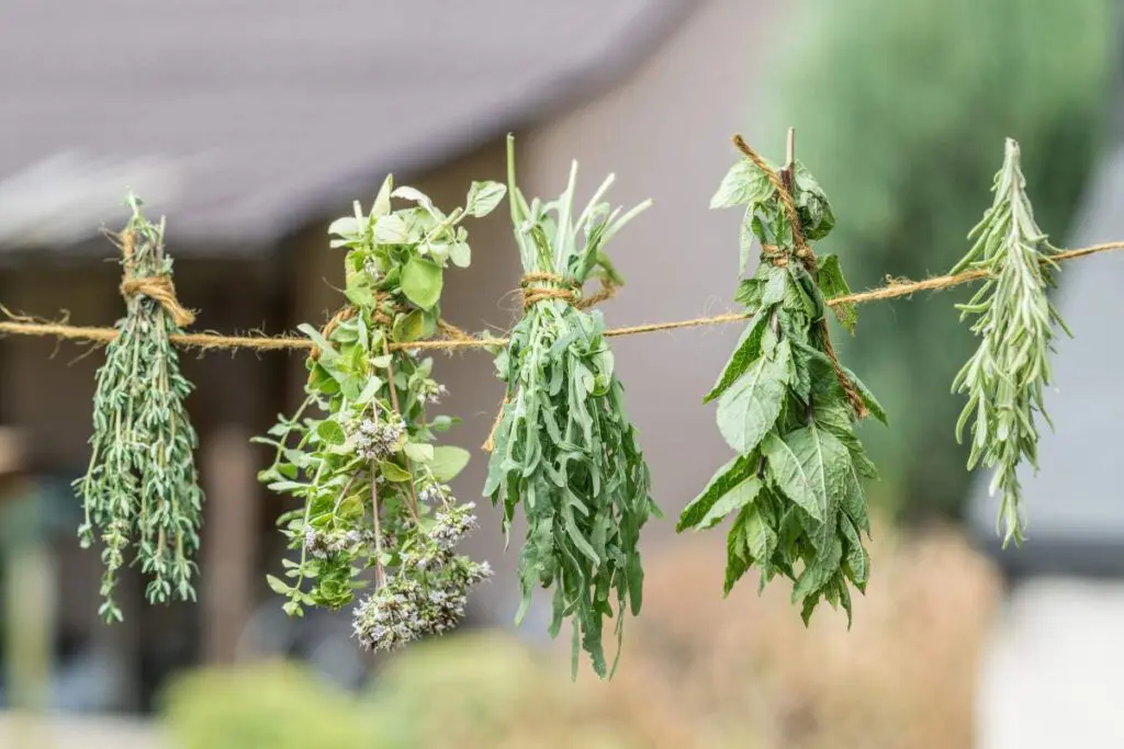 A variety of fresh herbs are hung to dry on a twine line outdoors.