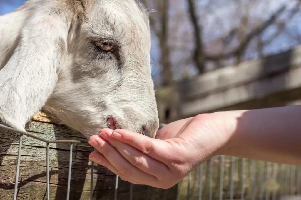 A person is reaching over a fence to feed a goat outdoors.