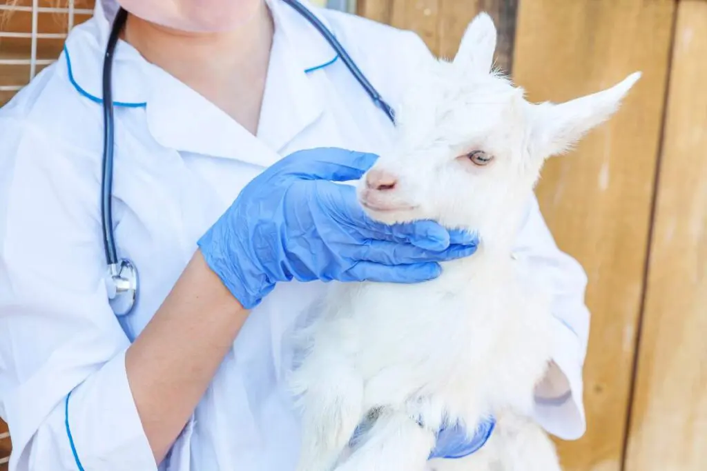 A person wearing blue clothing is holding a white goat indoors.