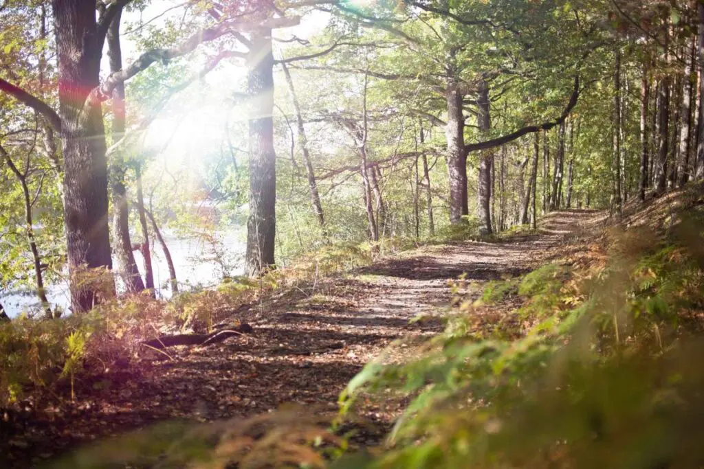 A sunlit path winding through a dense woodland.