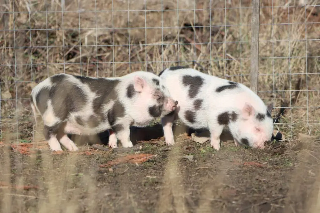 Two pigs standing in a fenced area with grass on the ground.