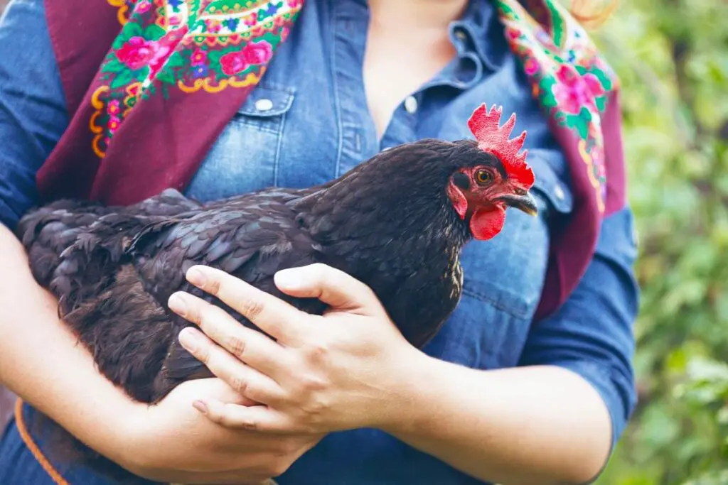 A woman standing outdoors holding a chicken in her hands, wearing clothing appropriate for the weather.