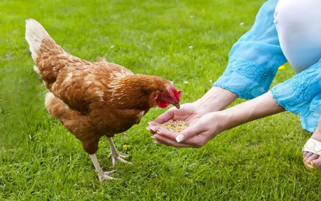 A chicken is feeding from a person's hand while standing on grass outdoors.