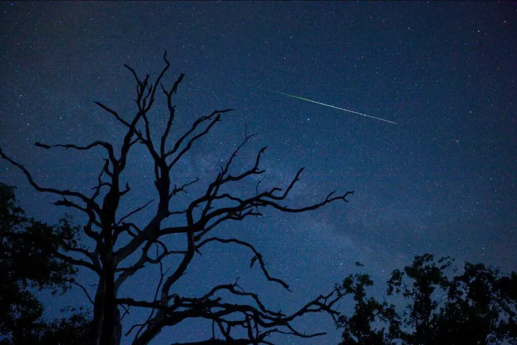 A tree stands against a night sky filled with stars.
