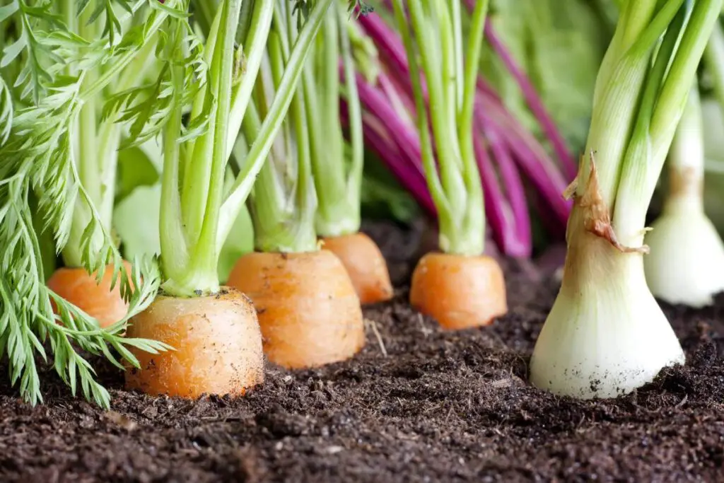 Carrots and green onions growing in soil, with some leafy greens in the background.