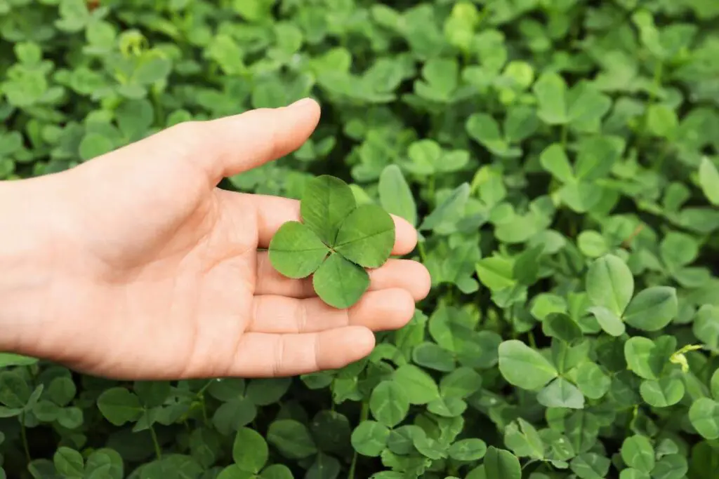 A hand holding a four-leaf clover above a field of green clover leaves.