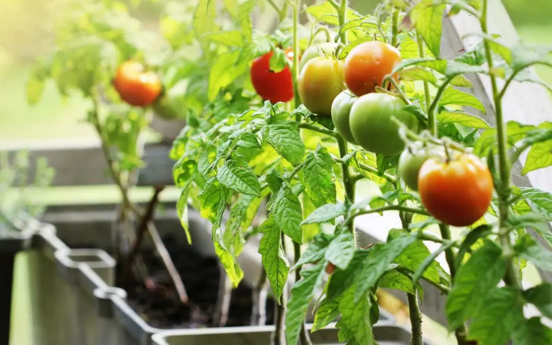 A row of tomato plants with ripening tomatoes in various stages of maturity.