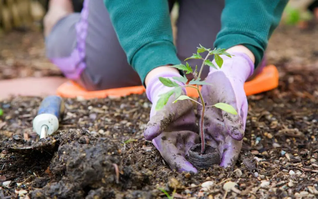A person in gloves planting a young tomato seedling into the soil, crouched down with a gardening trowel nearby.