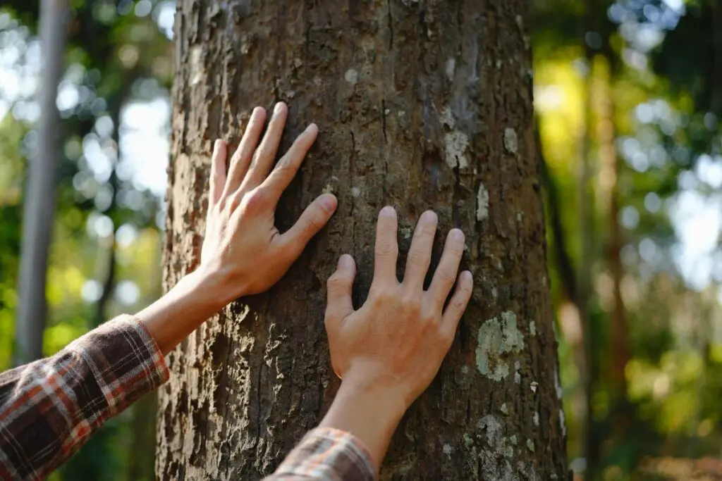 A person placing their hands on a tree trunk in a forested area.