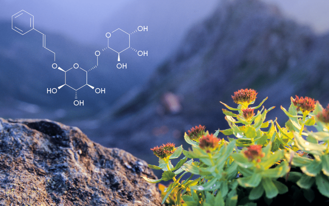 Rhodiola Rosea: the Science behind the Legend