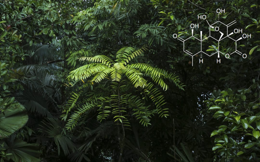 Tongkat Ali’s Effects on Hormones and Immunity