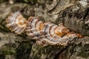 turkey tail adaptogenic mushroom