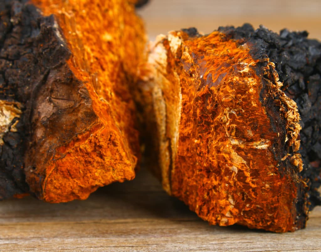 chaga mushroom adaptogen