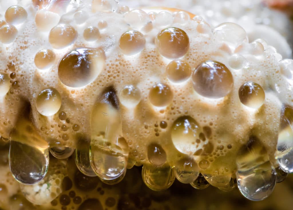 Dew covered mushroom in the forest