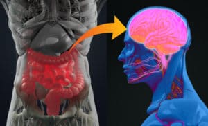brain of the gut anatomy