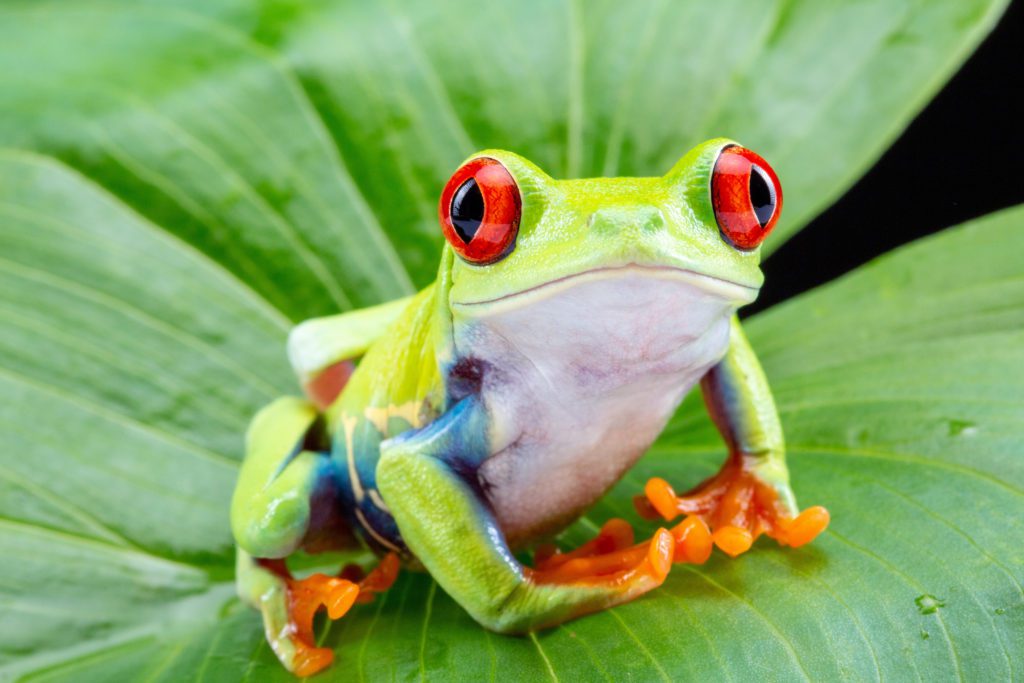 red eyed tree frog