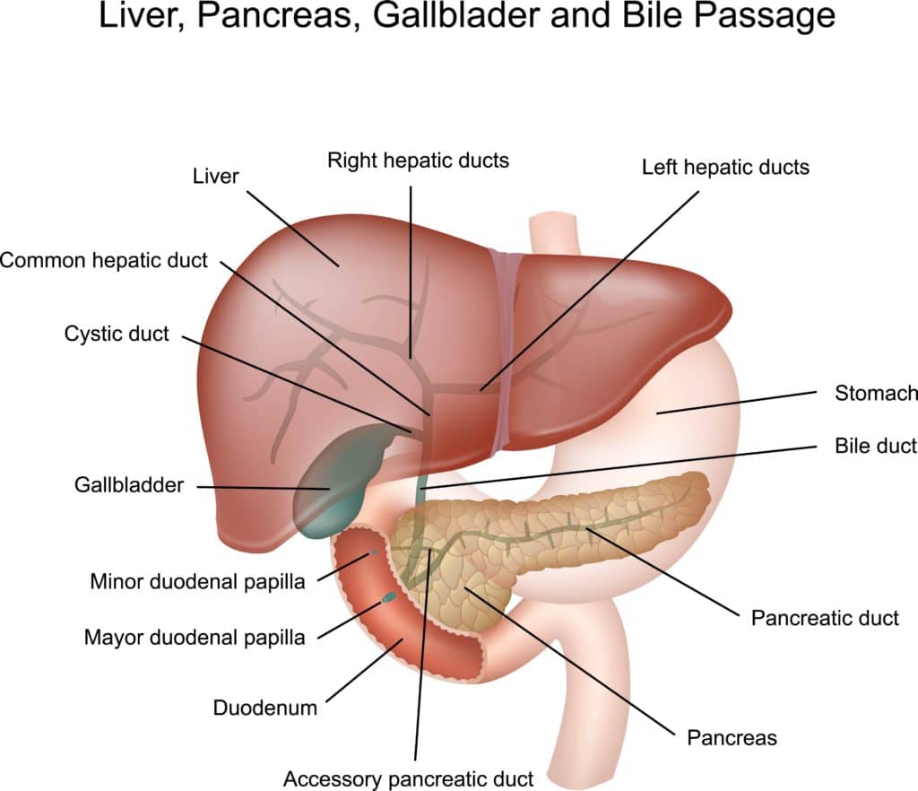 digestion, brunner's glands, duodenum