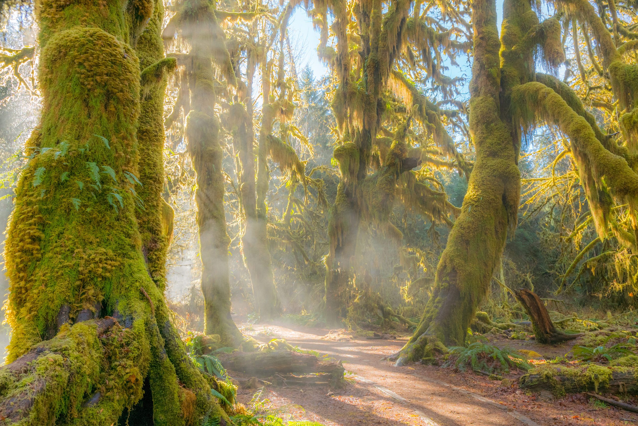 moss covered trees