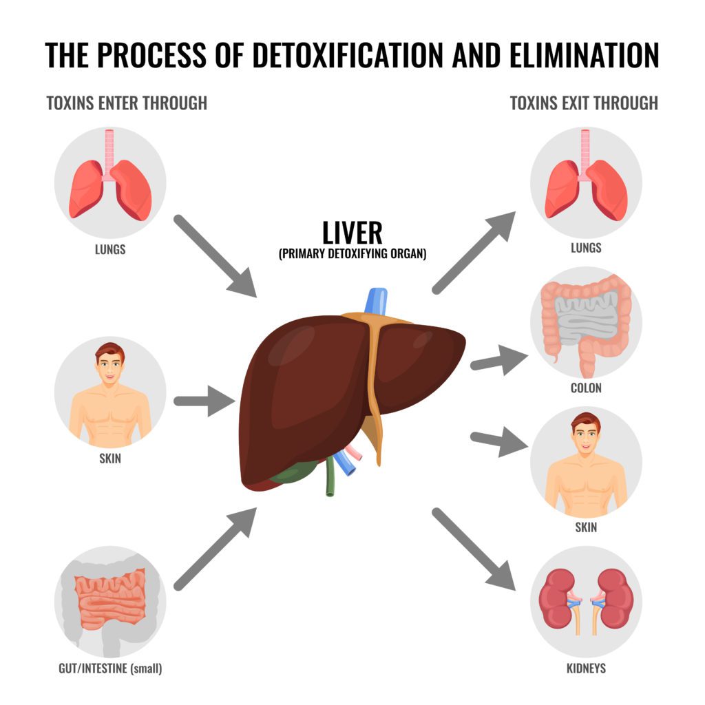 body detoxification pathways