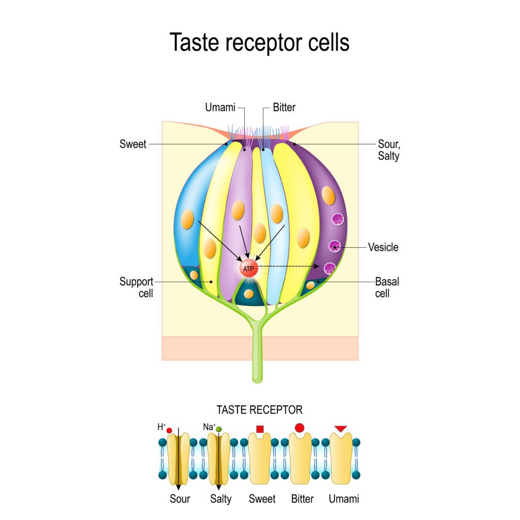 taste bud receptors