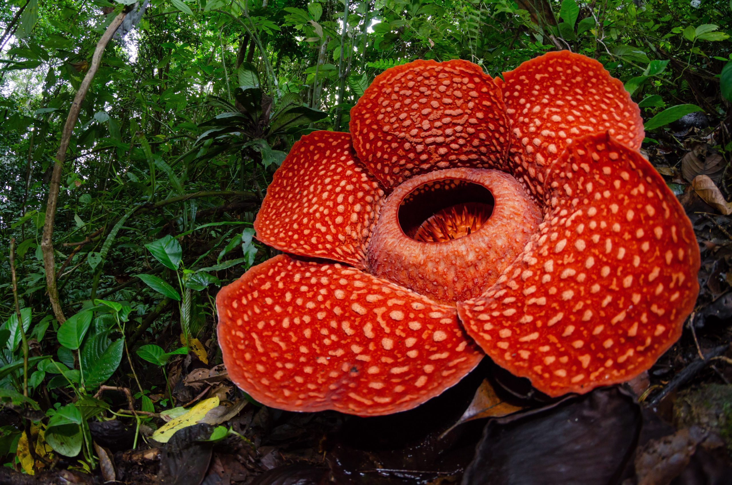 rafflesia carnivorous flower