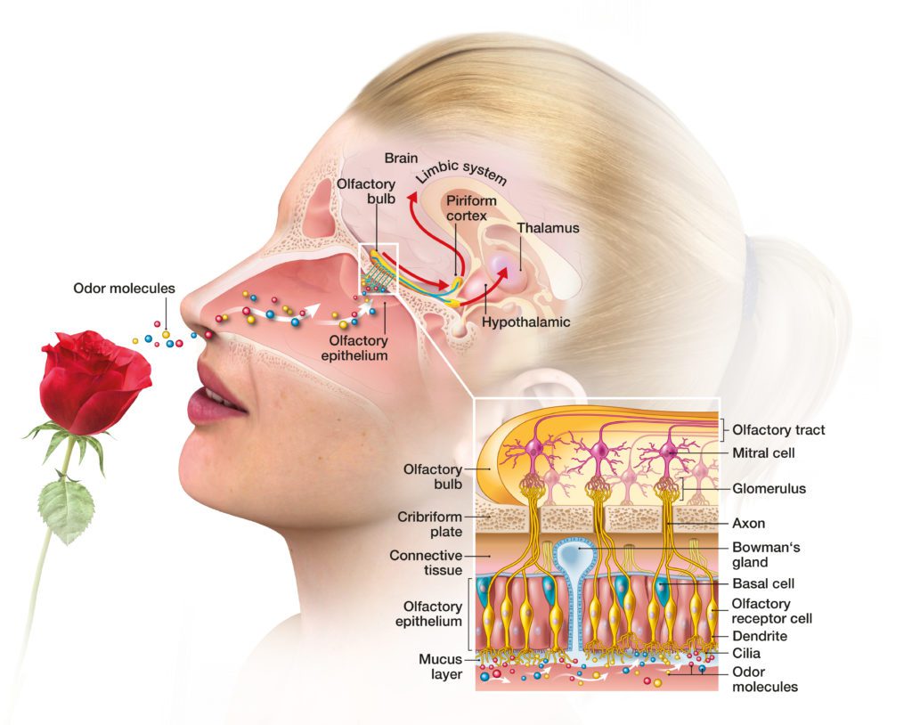 olfactory sense