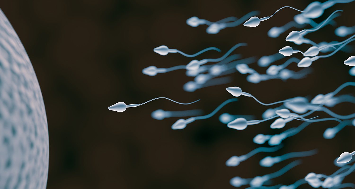 Sperm and egg cell - Ashwagandha works for male fertility after 3 months