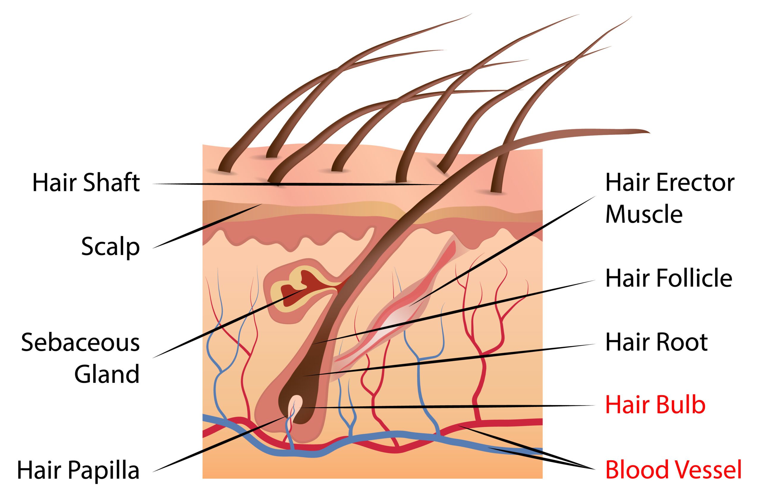 hair diagram